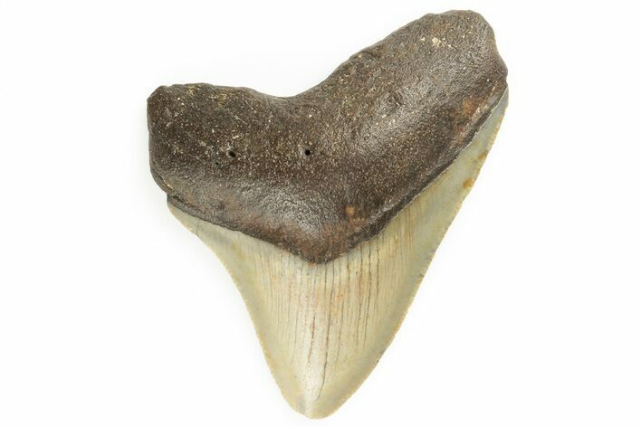 Serrated, Juvenile Megalodon Tooth - North Carolina #190919
